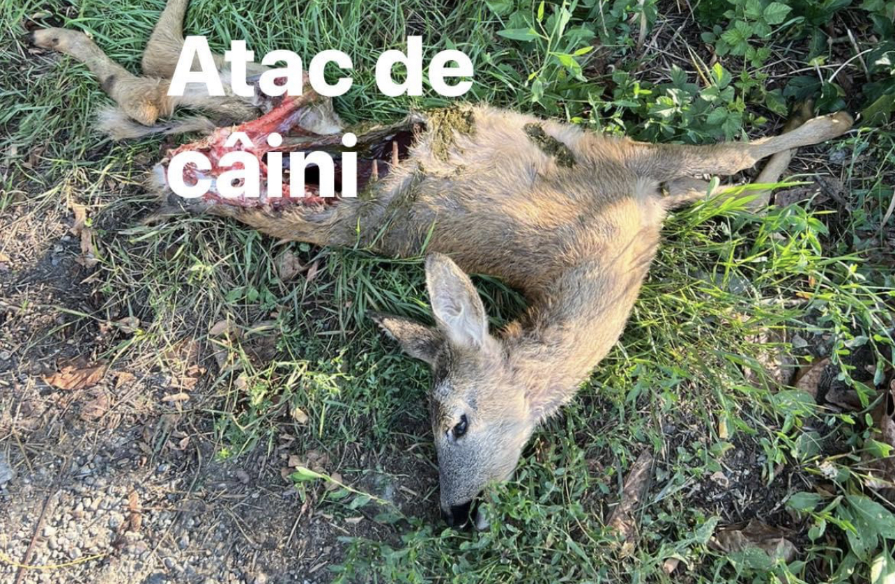 Read more about the article Căprioară mâncată de câini, în Cluj-Napoca