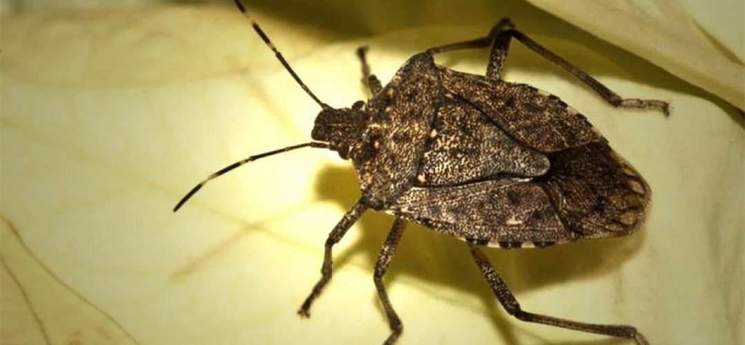 Read more about the article Invazie de insecte puturoase în Cluj. Oamenii cer rapid dezinsecția