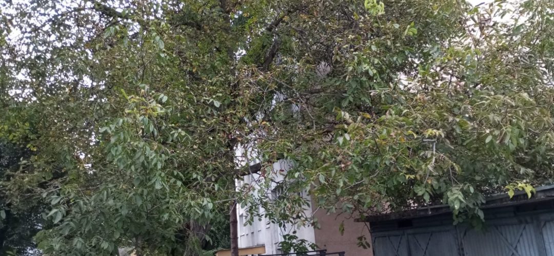 Read more about the article Nuc cu bucluc. Un clujean spune că arborele din fața blocului i-ar fi avariat mașina