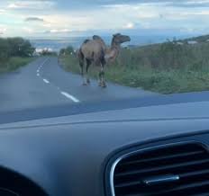 Read more about the article Cămilă pe şosea. În Cluj, ca în Dubai