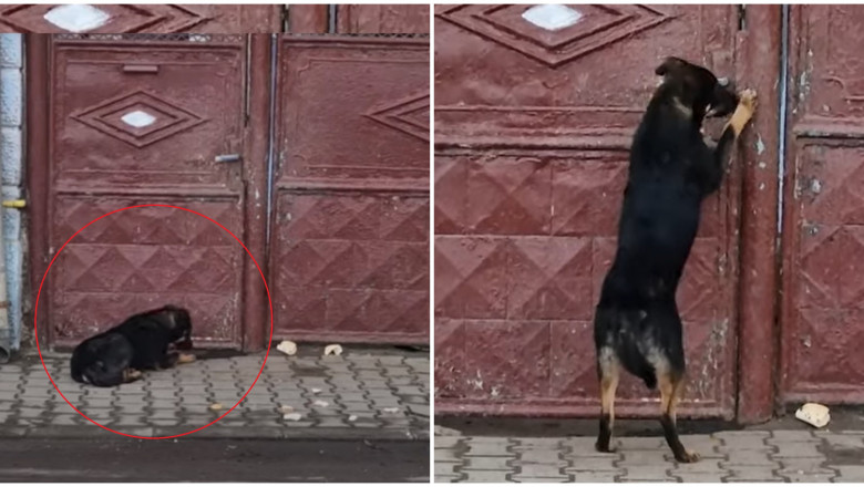 Read more about the article A fost amendat pentru că și-a ținut câinele în fața porții
