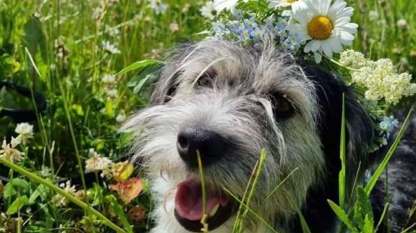 Read more about the article Să ajutăm un suflețel. 300 de căței abandonați așteaptă să fie adoptați, la Cluj