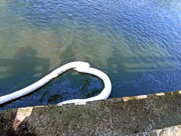 Read more about the article Someșul Mic e poluat cu petrol. Verificarea a fost făcută  în zona Podului Garibaldi