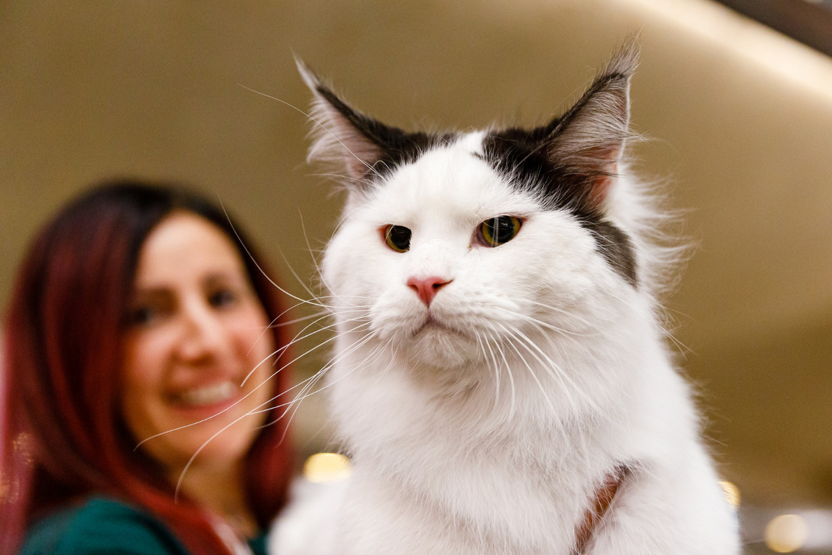 Read more about the article 100 de pisici, 21 de rase, din 8 țări,  vor participa în acest weekend la ediția jubiliară a WCF International Cat Show