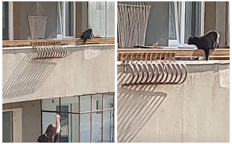 Read more about the article Pisică uitată pe un balcon din Cluj. „Care ți-ai lăsat pisica pe balcon, pe căldurile astea?”