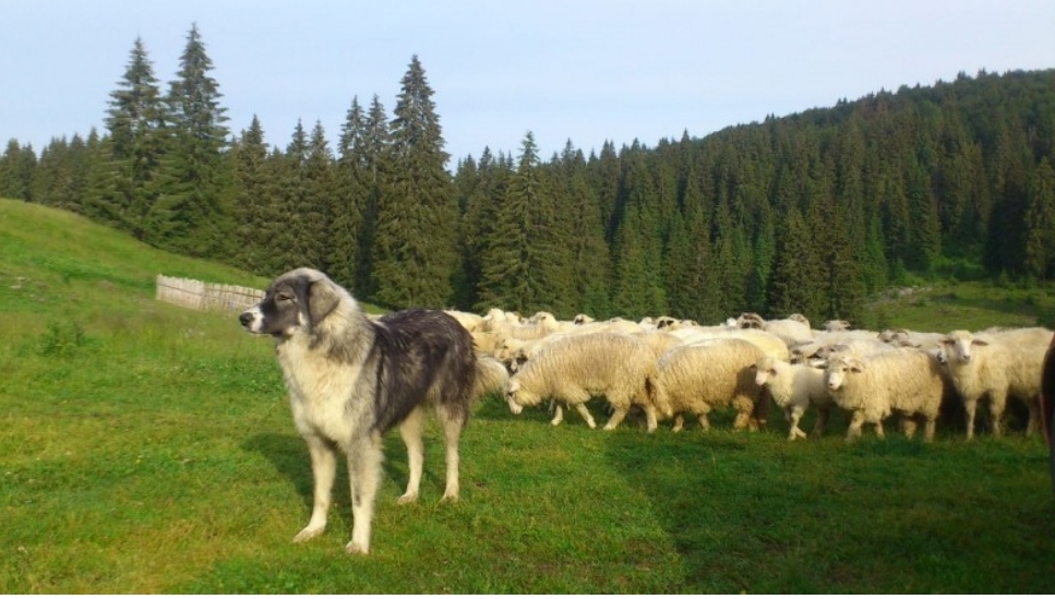 Read more about the article Câine legat de o mașină și târât pe un câmp în Cluj