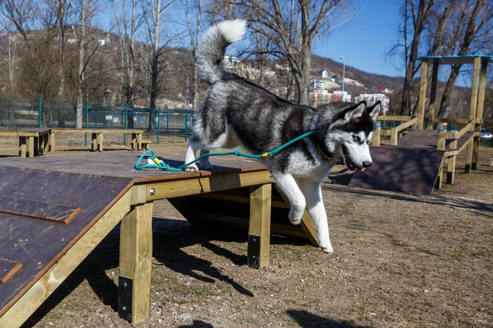 Read more about the article Aparate de antrenament pentru căței, în parcuri. “Clujul respectă și iubește animalele de companie”