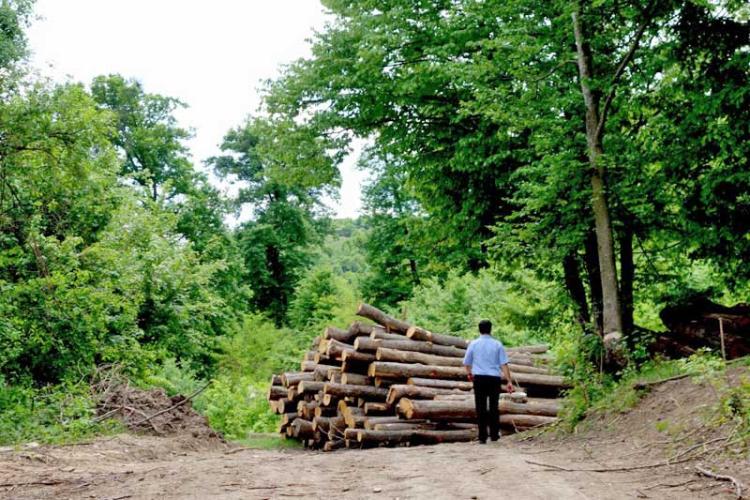 Read more about the article Au fost prinși că furau salcâmi și au fost predați poliției