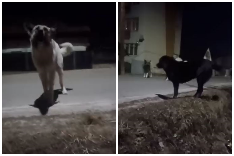 Read more about the article Atacată de o haită de câini în plină stradă