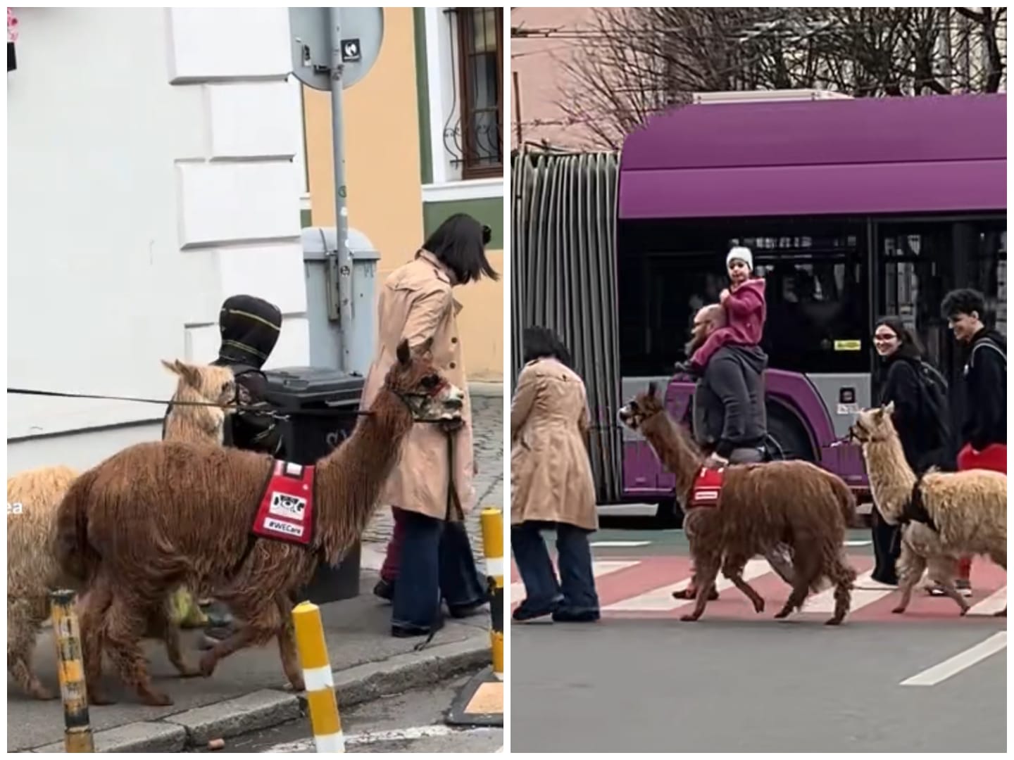 Read more about the article VIDEO. La plimbare pe străzile Clujului cu două alpaca, animalele care au făcut senzație pe TikTok