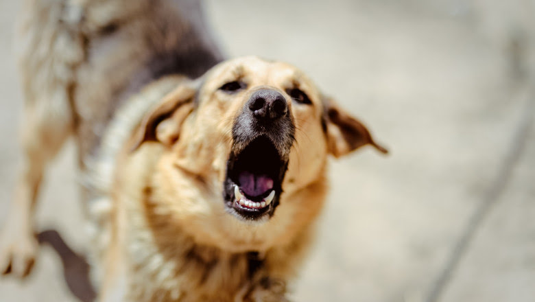Read more about the article Un băiat și cățelul lui au fost atacați de doi câini agresivi. Cățelul a murit, iar băiatul a fost mușcat