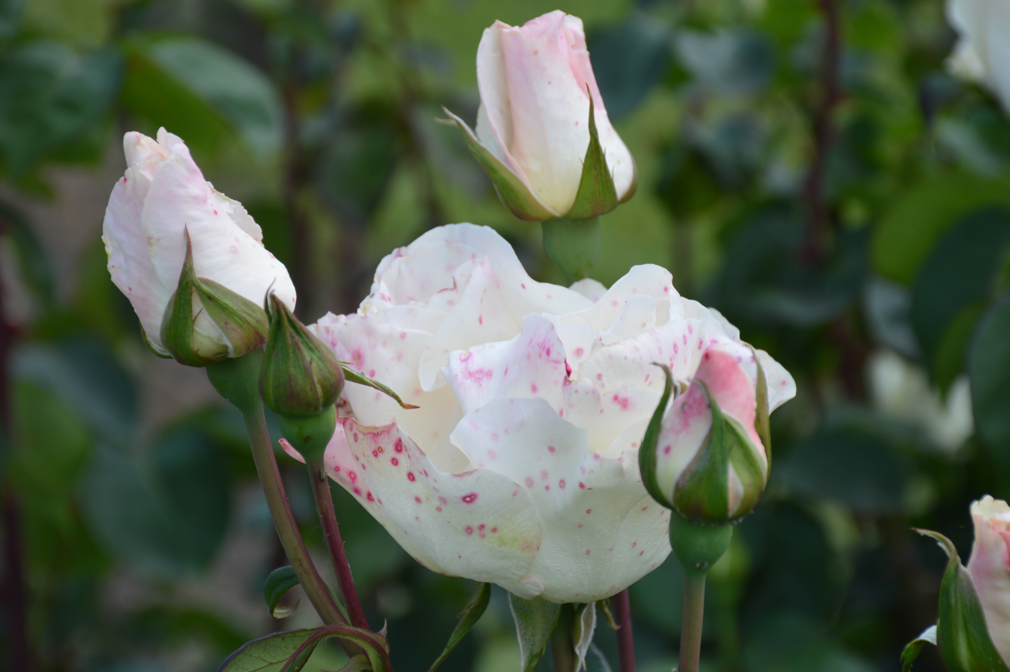 Read more about the article ”Parfum de Cluj” vă prezintă Luna albă și Splendoria cele mai noi soiuri de trandafiri brevetate