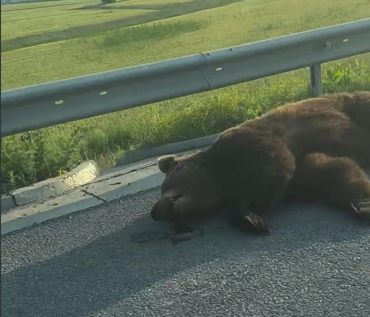 Read more about the article Accident pe Autostrada Transilvania. Un urs a fost lovit mortal de un microbuz