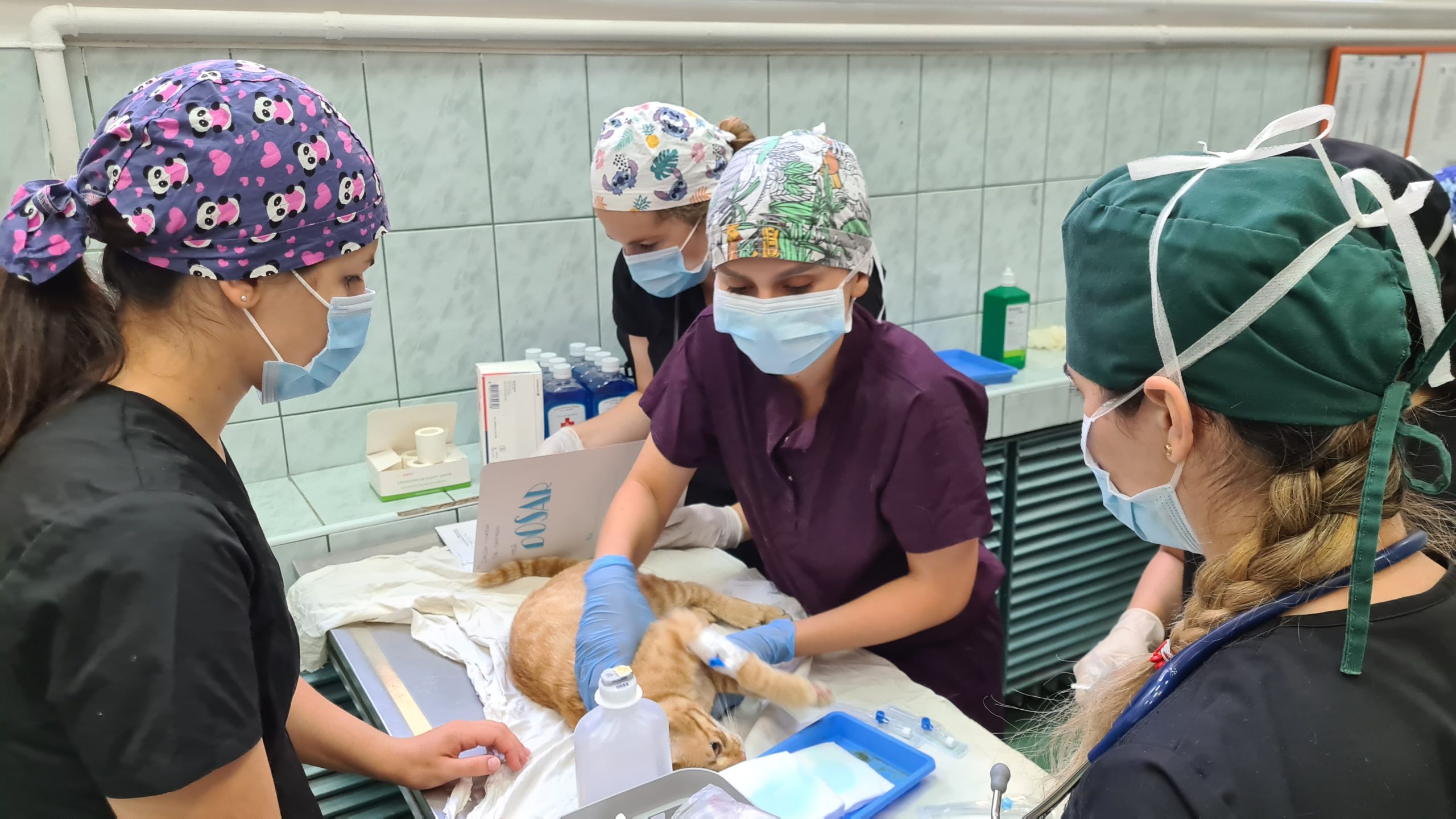 Read more about the article Maratonul sterilizărilor gratuite la câini și pisici, la clinicile veterinare ale USAMV. Participă cadre didactice și 85 de studenți absolvenți