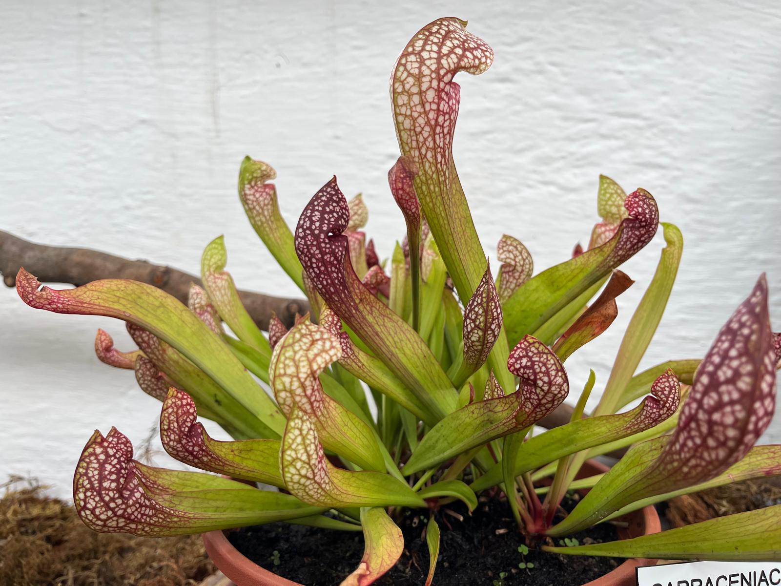 Read more about the article FOTO. Peste 50 de specii de plante carnivore îi așteaptă pe clujeni la Grădina Botanică „Al. Borza”