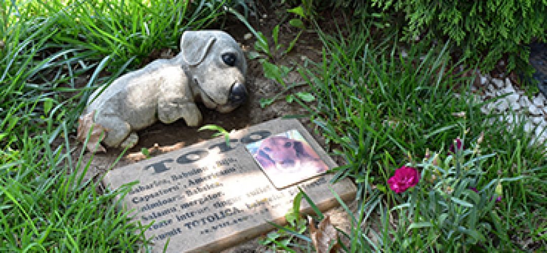 Read more about the article Cluj-Napoca va avea un cimitir exclusiv dedicat animalelor de companie. Proiectul a fost pus în dezbatere publică