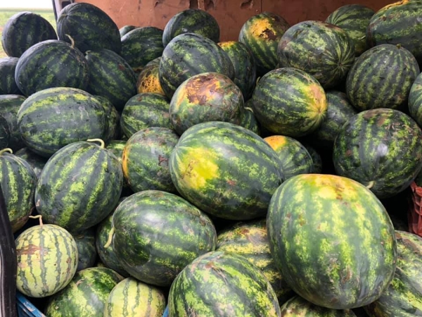 Read more about the article Hoț cu mare tupeu: a furat de la vecini 1.000 de kilograme de pepene roșu, 1.000 știuleți de porumb și 2.000 de lei