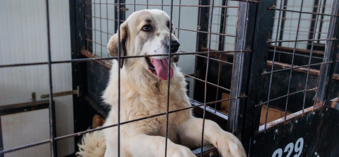 Read more about the article Arta salvează vieți. „Vocea necuvântătoarelor” revine la UBB pentru a ajuta animalele