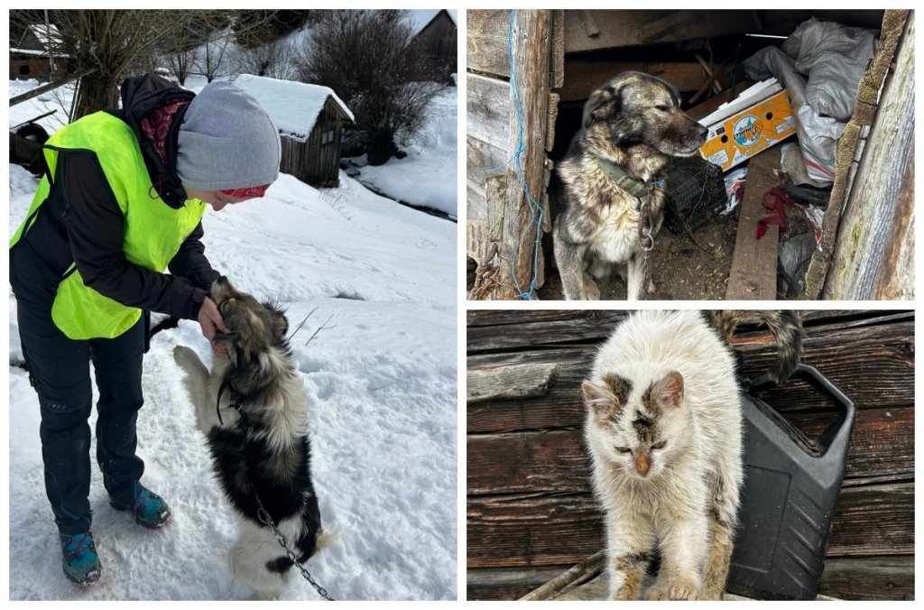 Read more about the article GALERIE FOTO. Patru pisici și doi câini abandonați în condiții groaznice au fost salvați de niște oameni cu inimă