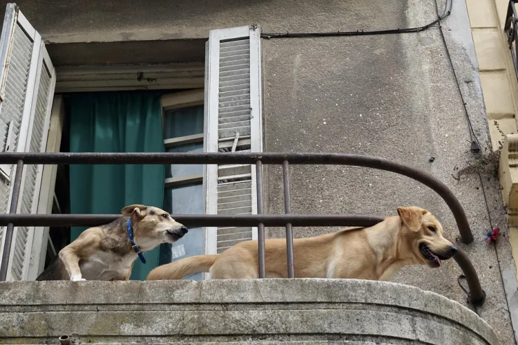 Read more about the article Problema zgomotului noaptea în Florești: locuitorii reclamă câinii lăsați să latre în balcoane
