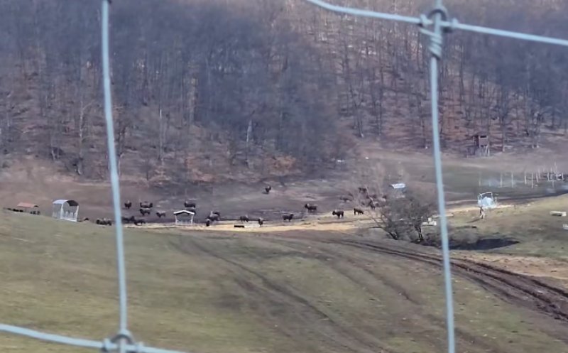 Read more about the article STARE DE ALERTĂ. Autoritățile intervin la ferma din Recea Cristur, unde sute de animale sălbatice au murit