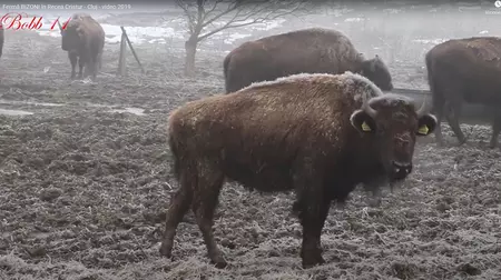 Read more about the article Eșec la ferma de bizoni din Recea-Cristur: zeci de animale moarte și datorii de milioane