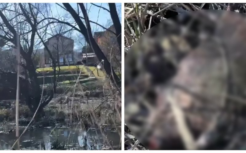 Read more about the article Semnal de alarmă la Cluj: un animal protejat prin lege, găsit mort în condiții suspecte. Se bănuiește o „mână criminală”