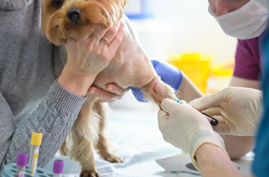 Read more about the article Campanie pentru animalele de companie: Florești oferă servicii gratuite de sterilizare și microcipare