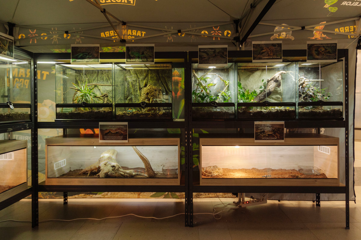 Read more about the article O tarantulă uriașă, specii inedite de șerpi, anaconda, pitoni, broaște și alte reptile vii, la expoziția educativă din Iulius Mall