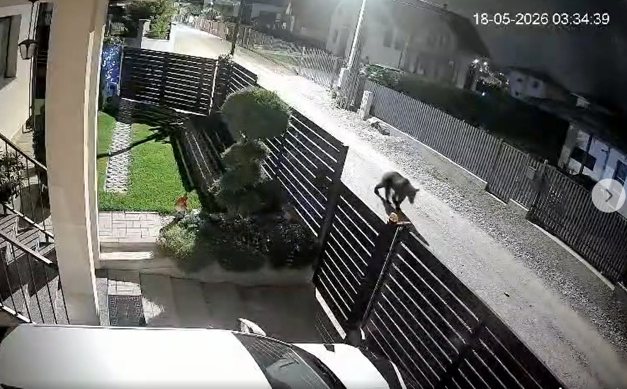 Read more about the article VIDEO. Zece instituții și autorități din județ, angrenate în găsirea ursului care patrulează prin Dezmir. Mesajul primăriței din Apahida