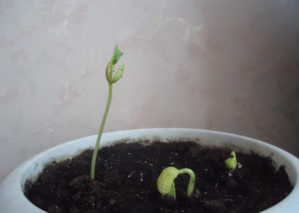 Read more about the article „Micii grădinari” în acțiune, la Iulius Mall: semințe plantate, experimente și ecosisteme în miniatură