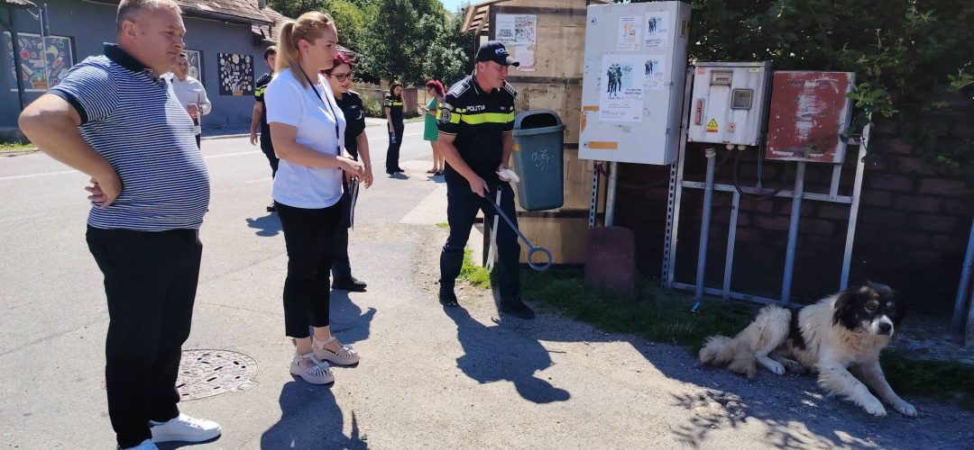 Read more about the article Lotul 7 în acțiune: opt comune din județul Cluj, un plan pentru câinii cu și fără stăpân
