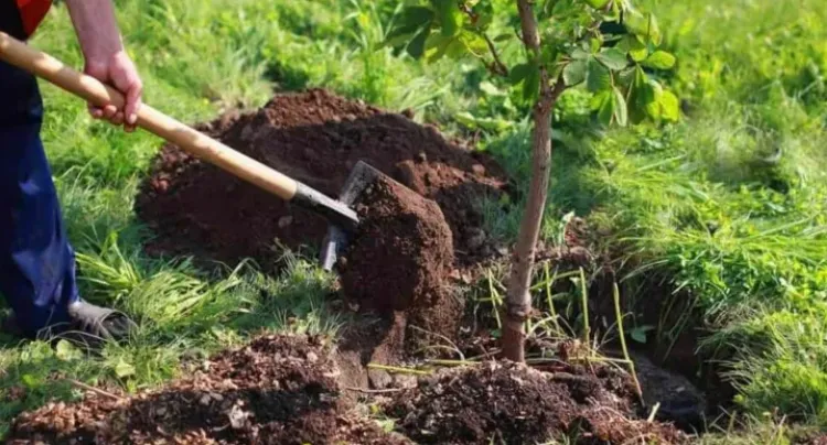 Read more about the article Caniculă, trafic și promisiuni neonorate: locuitorii de pe Traian Vuia sunt revoltați și cer ajutorul Primăriei