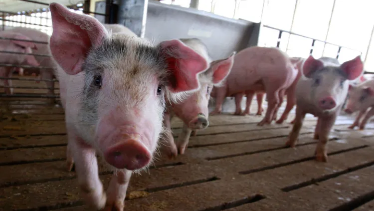 Read more about the article ALERTĂ în județul Cluj! Focar confirmat de pestă porcină: 15 localități, în carantină sanitar-veterinară