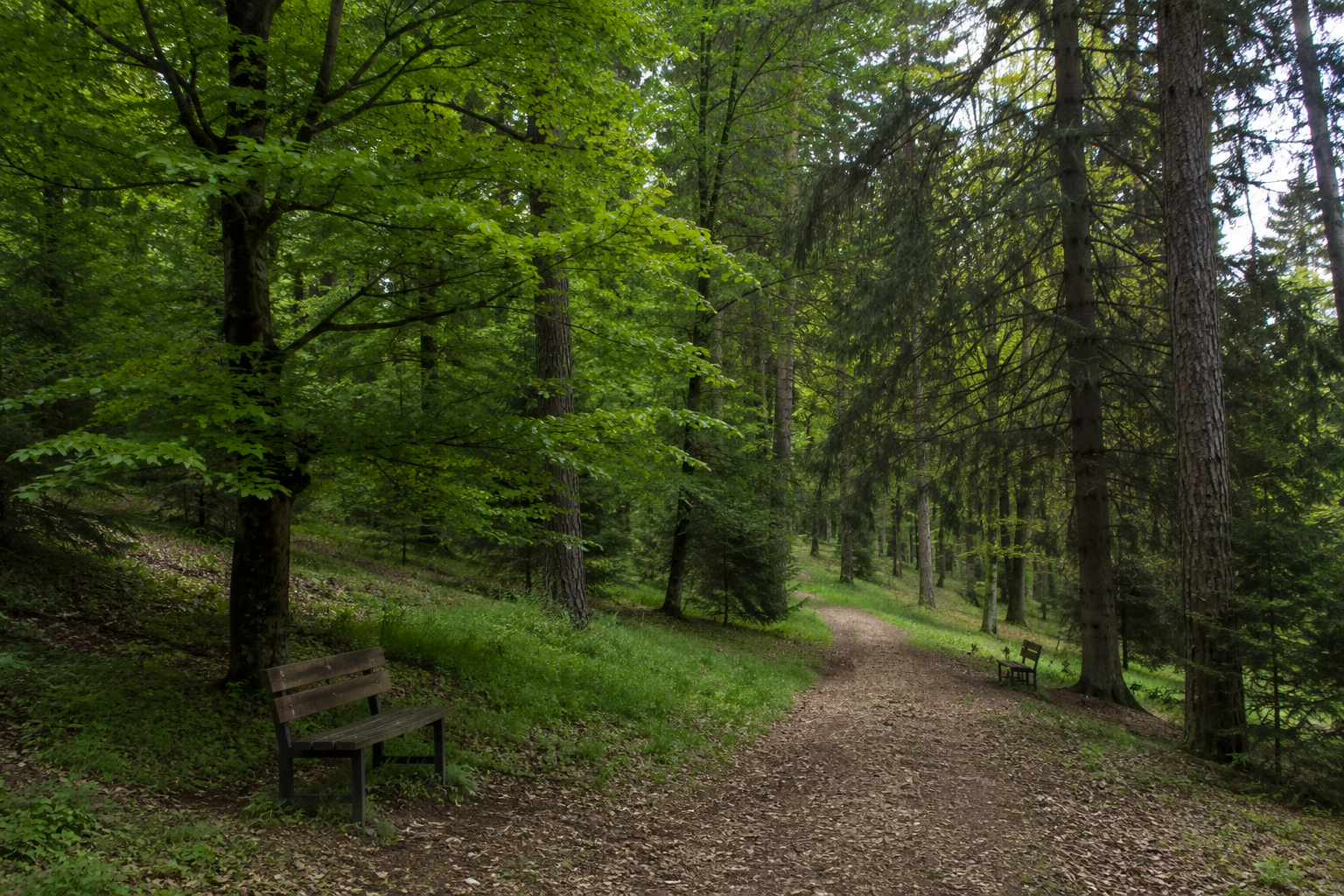 Read more about the article Clujul pregătește un proiect neobișnuit pe Valea Gârbăului: pădure-parc și cimitir pentru animale