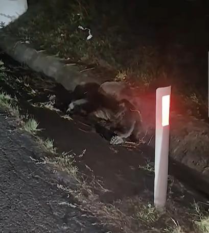 Read more about the article Un urs a fost accidentat mortal pe un drum din județul Cluj