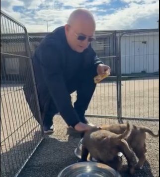 Read more about the article Campania pentru adopția câinilor fără stăpân, susținută de Emil Boc și cluburi sportive din Cluj, s-a dovedit un eșec!
