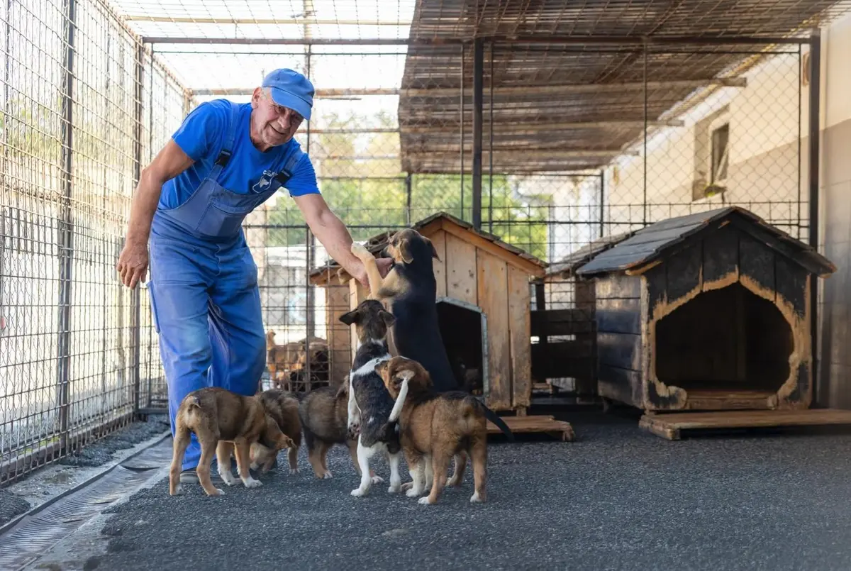 Read more about the article Câini fără stăpân Cluj-Napoca: 289 au fost adoptați în 2026