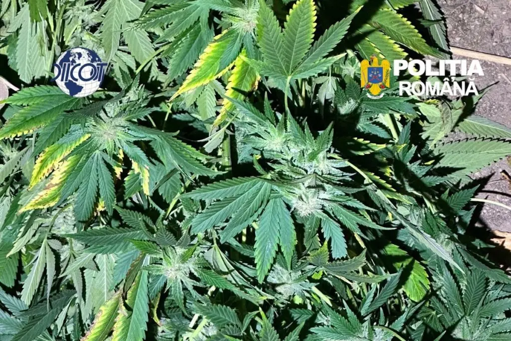 canabis Florești - Canabis în Florești: doi bărbați, arestați preventiv 30 de zile