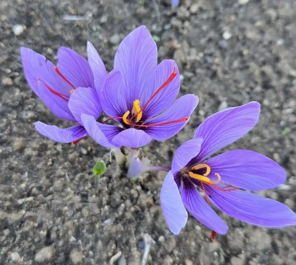 Read more about the article Șofranul înflorit, atracția Grădinii Botanice din Cluj. Pentru un gram de șofran uscat sunt necesare aproximativ 150 de flori