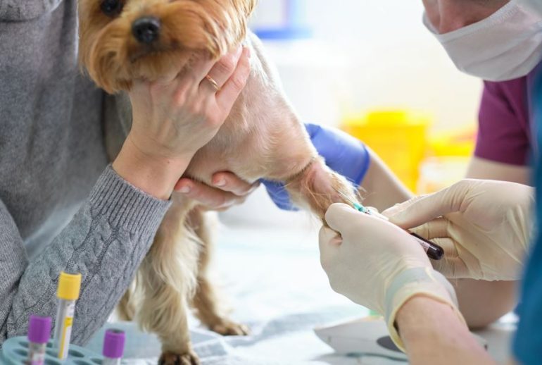 69b049ce76b81_microcipare-sterilizare-caini-animale-de-compoanie-cabinet-veterinar-patrupezi-Foto-DepositPhotos-com