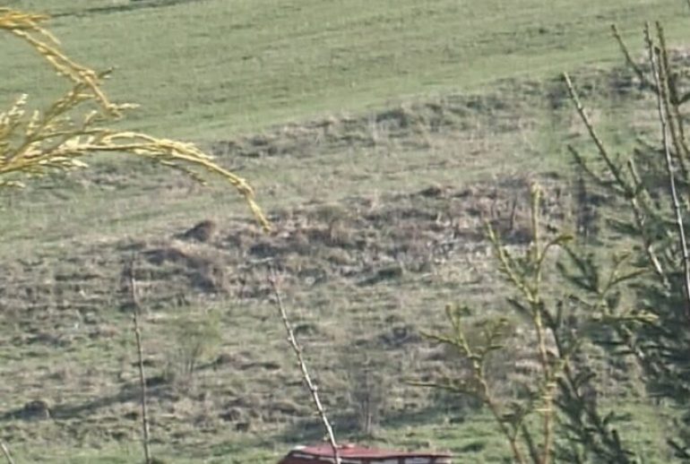Femeie muscata in Floresti