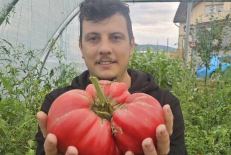 Rosie gigant Craiasa de Galati