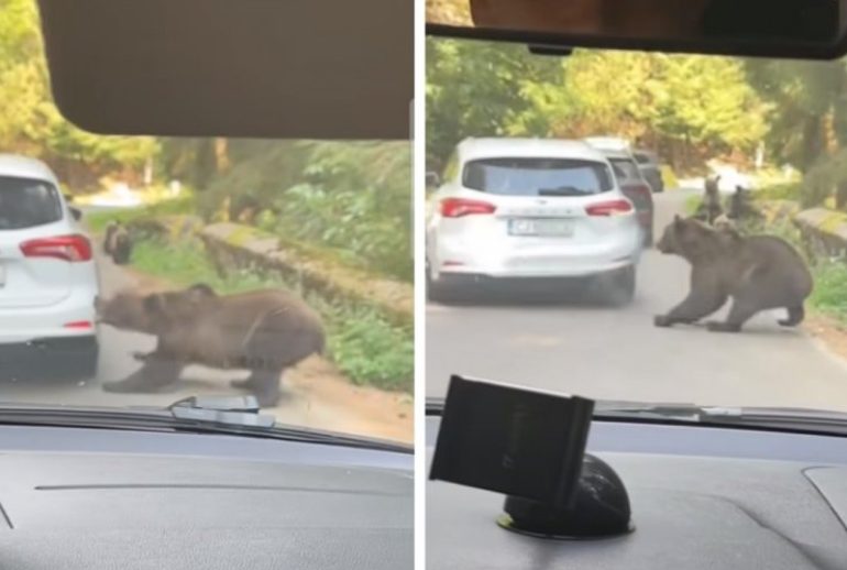 Ursoaica ataca o masina