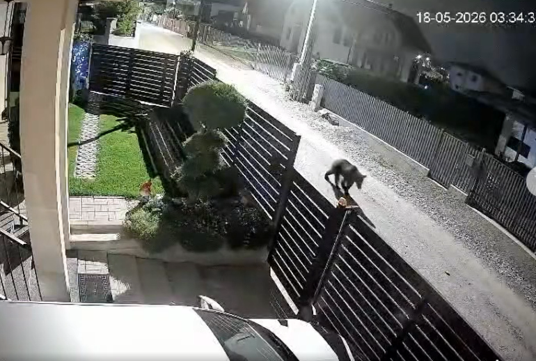 Ursul pe ulita Dezmir