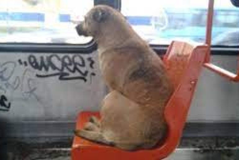 caine in autobuz