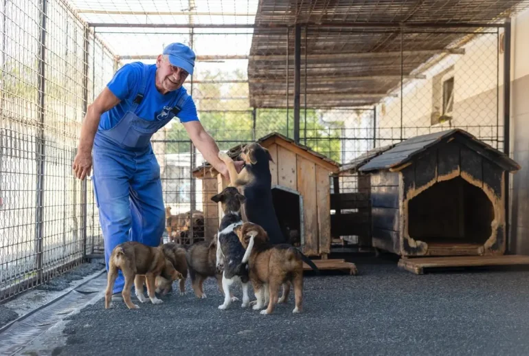 Câini fără stăpân Cluj-Napoca: 289 au fost adoptați în 2026