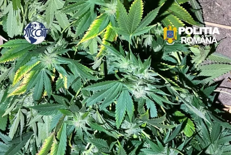 canabis Florești - Canabis în Florești: doi bărbați, arestați preventiv 30 de zile