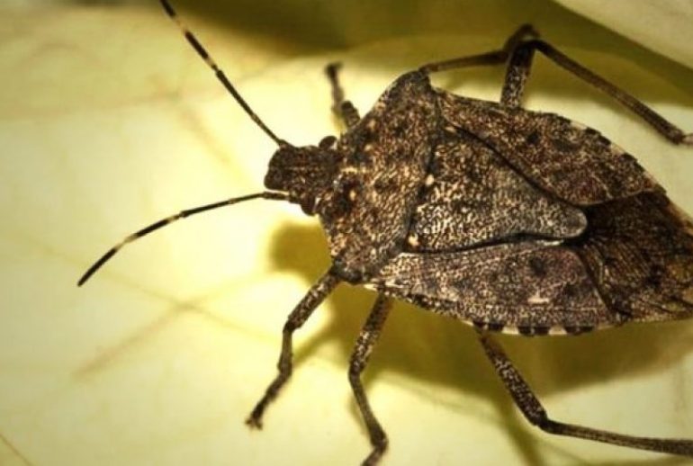 insecta