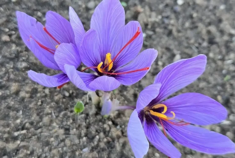 șofran Grădina Botanică Cluj - Șofranul înflorit, atracția de toamnă la Grădina Botanică Cluj